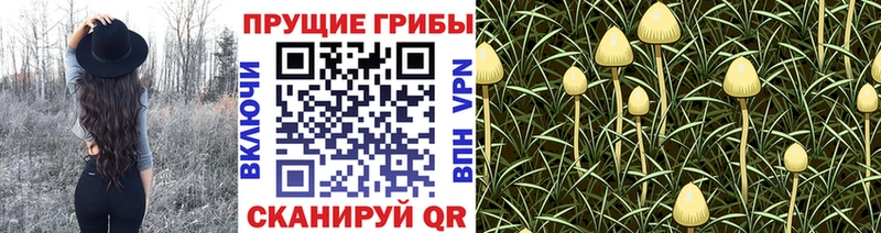 Псилоцибиновые грибы мухоморы  Серафимович 